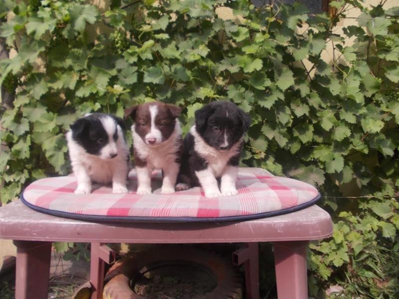 Border-collie-stenci-