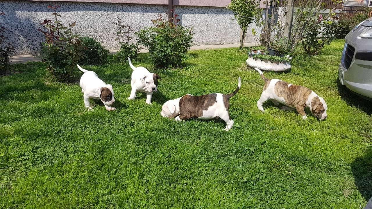 Američki-buldog-štenci