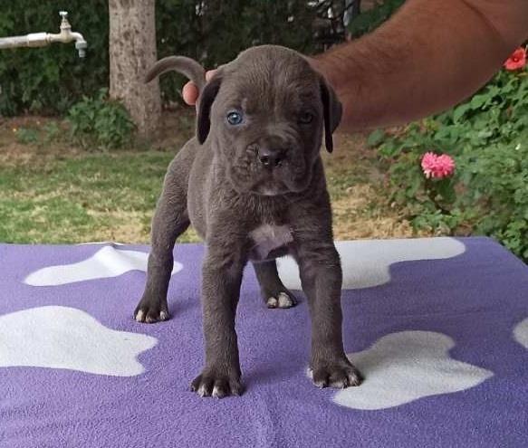 Cane-corso-sivi-stenci