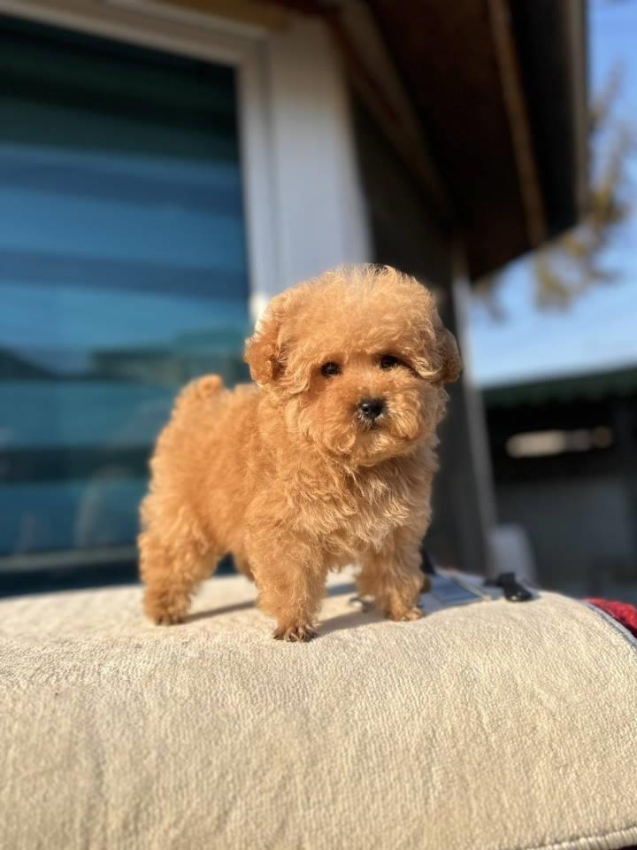 Toy-PUDLA