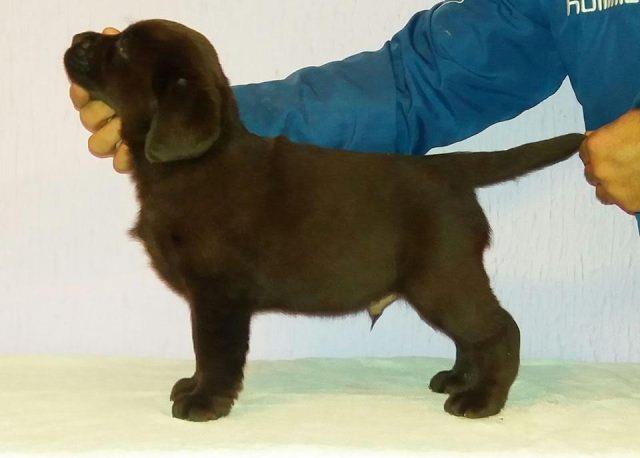 Labrador-Retriver--čokoladni-štenci