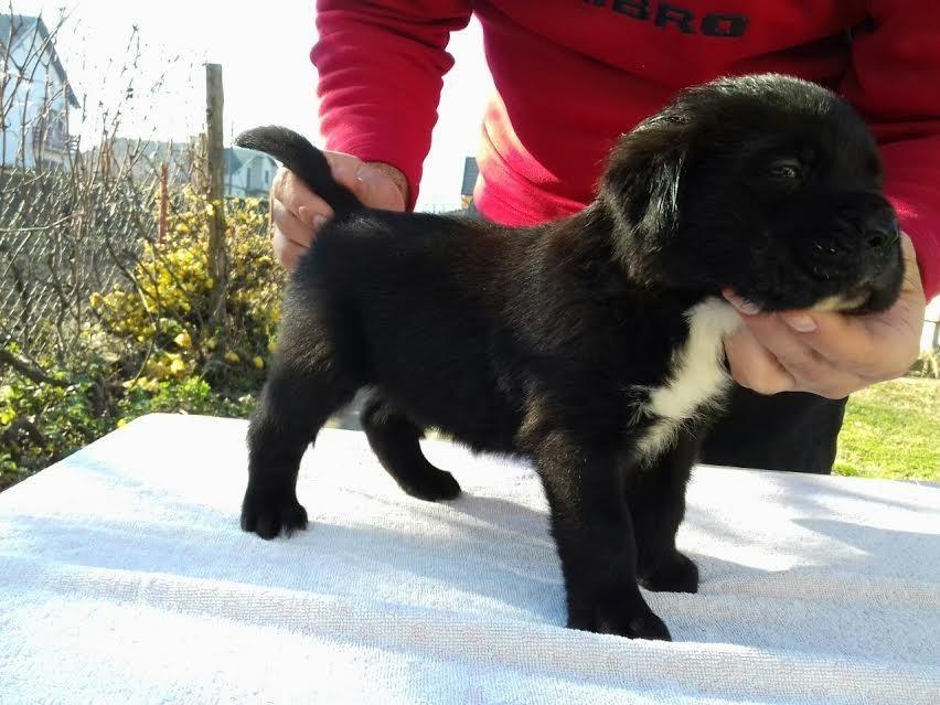 Cane-Corso-štenci