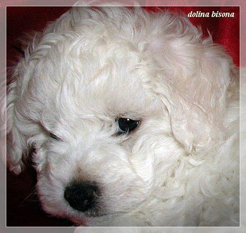 BIsoni--Frise--Kovrdzavi---iz-Doline-bisona