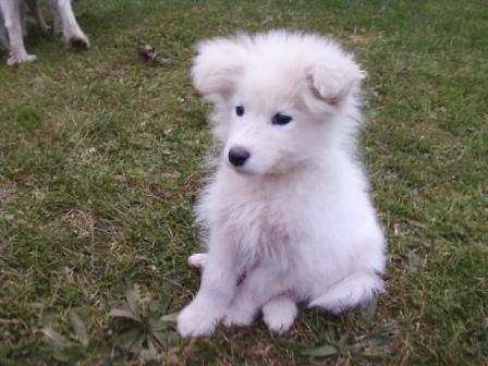 Samojed-zenkica