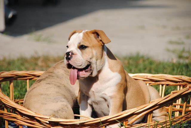 Engleski-buldog-