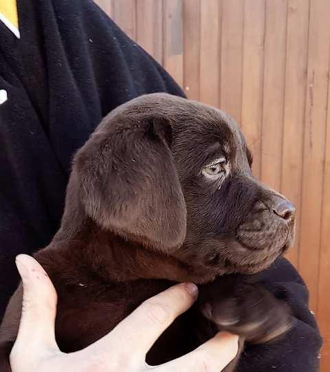 Čokoladni-labrador-štenci