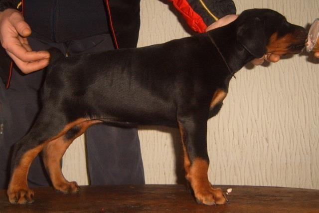 Doberman,crni stenci