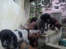Poklanjam stence nemackog pticara