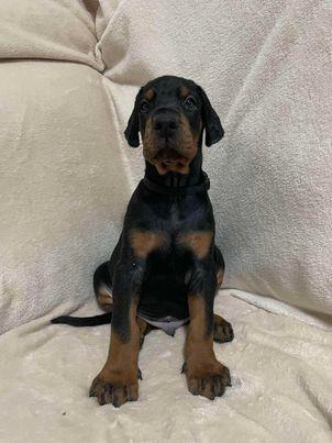 Štenci dobermana 