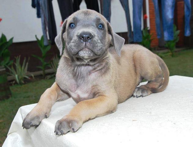 Cane-Corso--stenci
