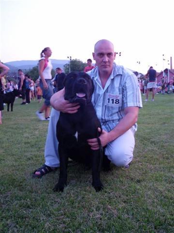 Cane Corso stenad