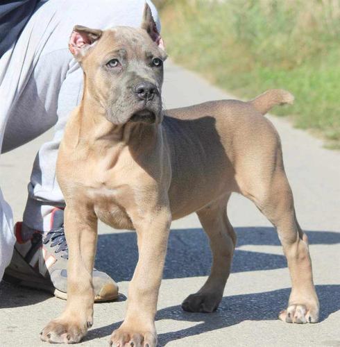 Cane Corso štenci 