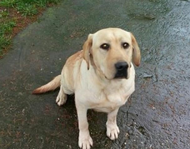 Labrador--ženka