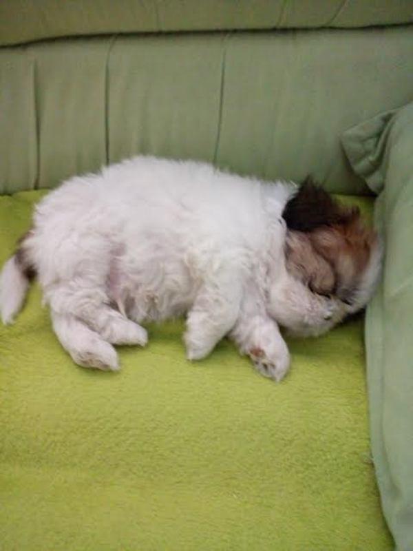 Ši-Cu--Shi-Tzu--