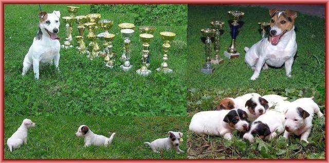 Jack-russell-terrier-štenci-