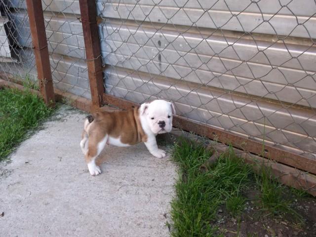 Engleski buldog