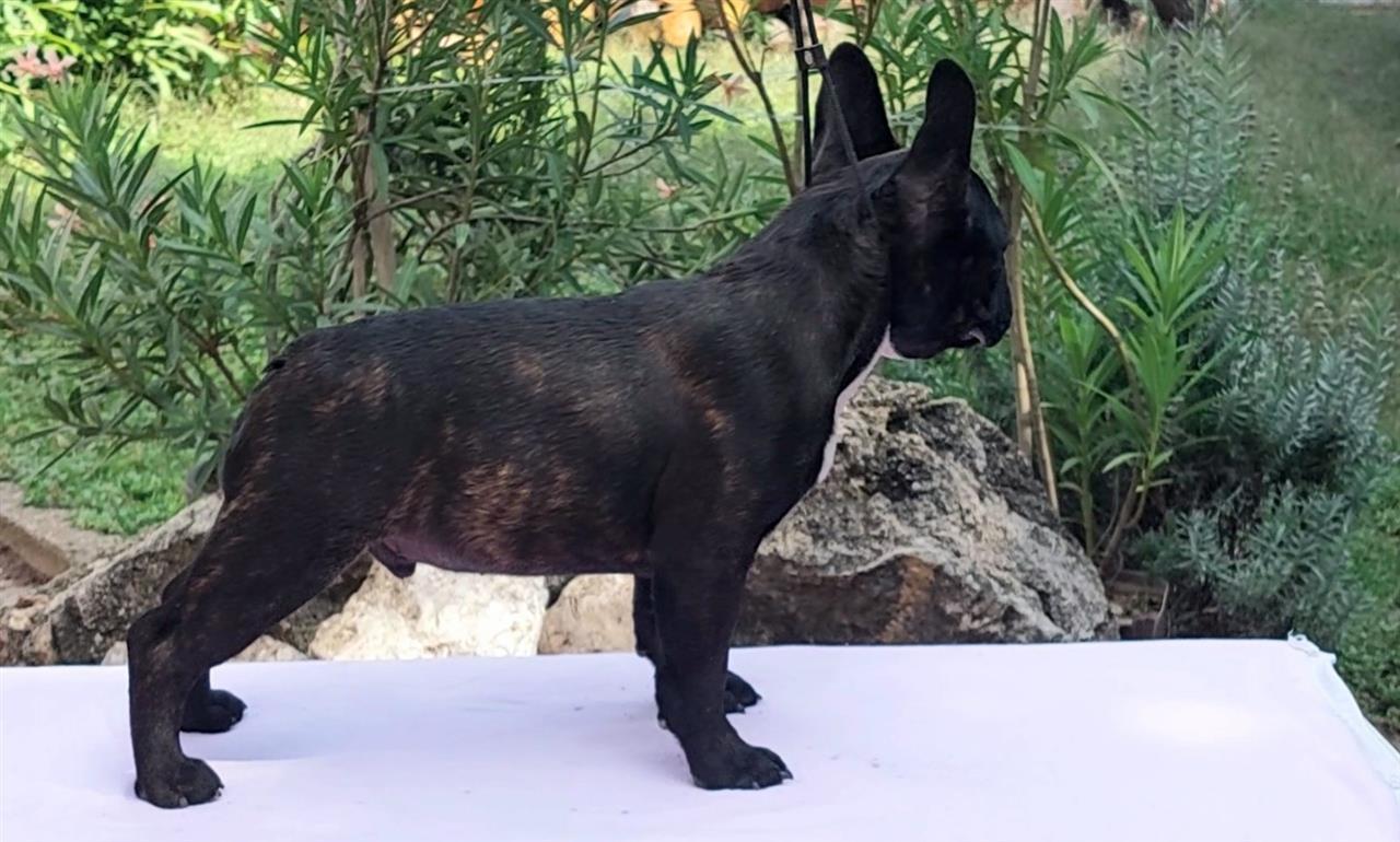 Francuski-Buldog