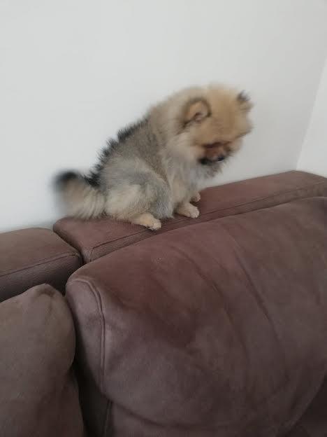 Pomeranski-spic