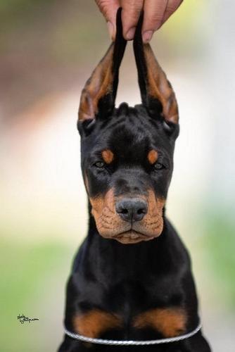 Doberman stenci