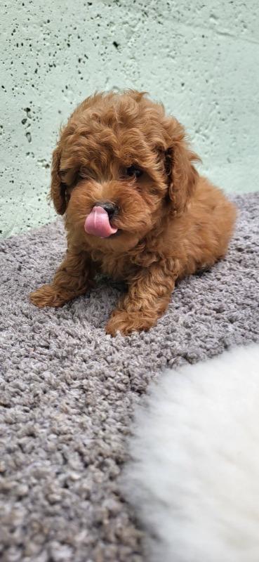 Mini-Maltipoo-štenci