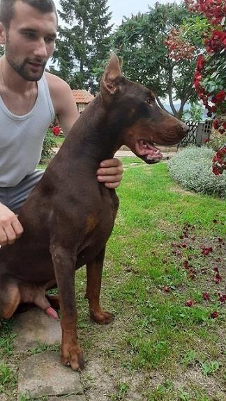 Doberman