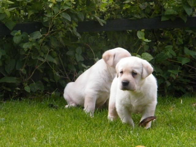 Stenci-Labrador-retrivera