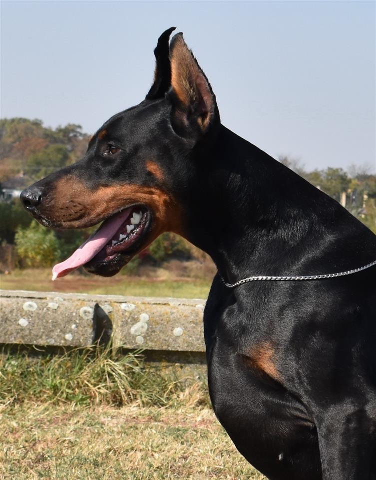 Doberman