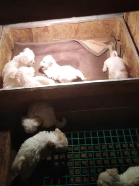 Maltezer-štenci