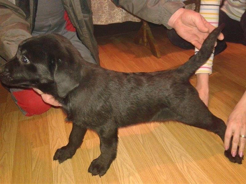 Labrador--štenci-na-prodaju