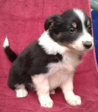 Border-Collie--štenad