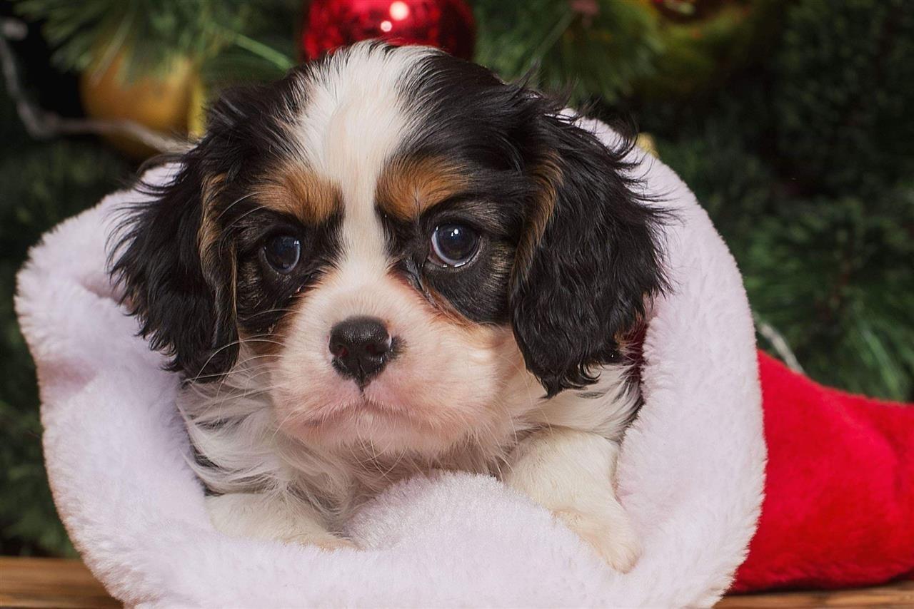 Cavalier-king-Charles-spaniel-štenci