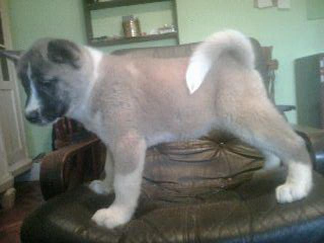 Americka-Akita-stenad