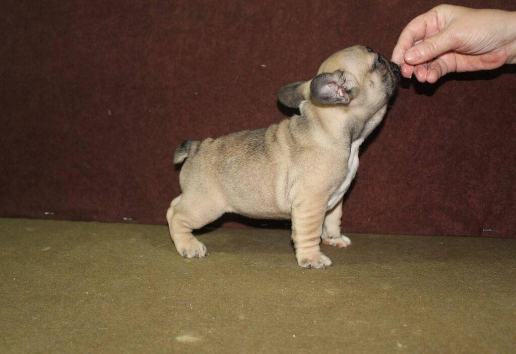 Francuski-Buldog