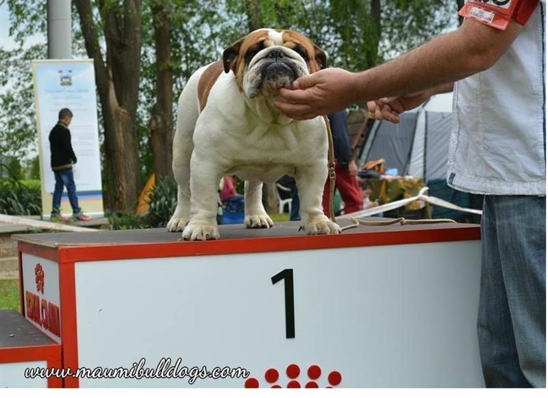 Engleski-Buldog