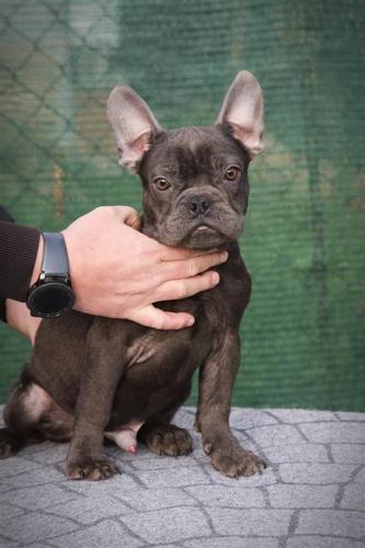 Francuski buldog štenci