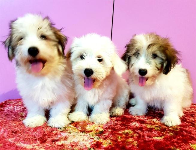coton de tulear