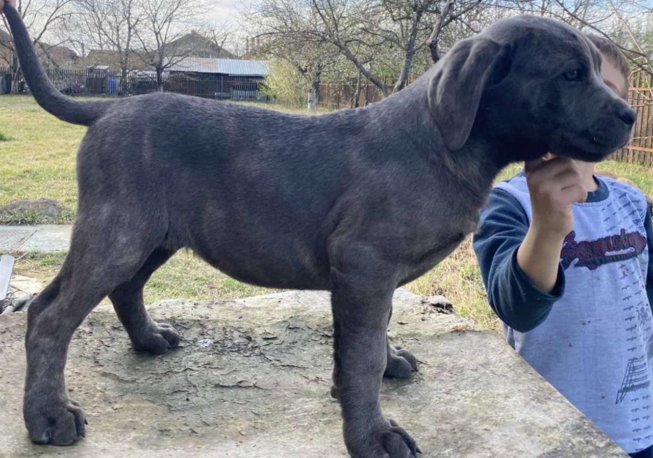 Cane-Corso-stenci-