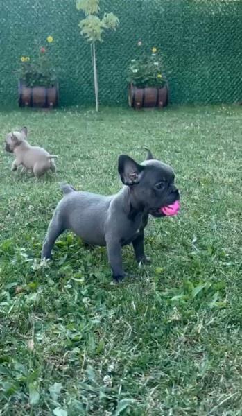 Francuski-buldog-štenci-egzoticnih-boja
