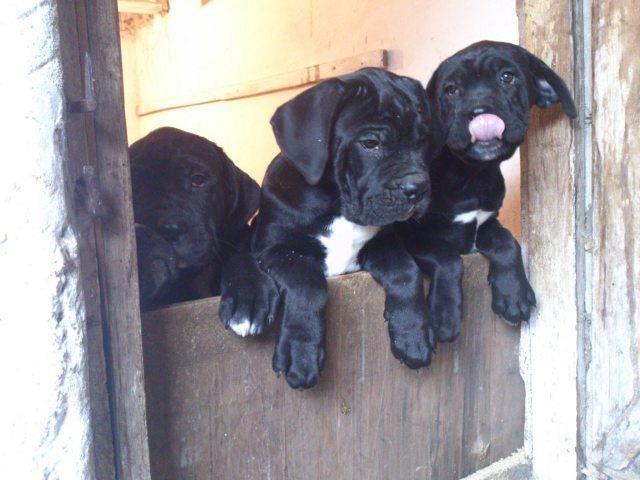 Cane Corso stenci - roditelji sampioni