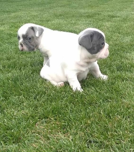 Francuski-buldog-