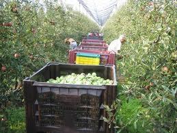 Vocne i lozne sadnice