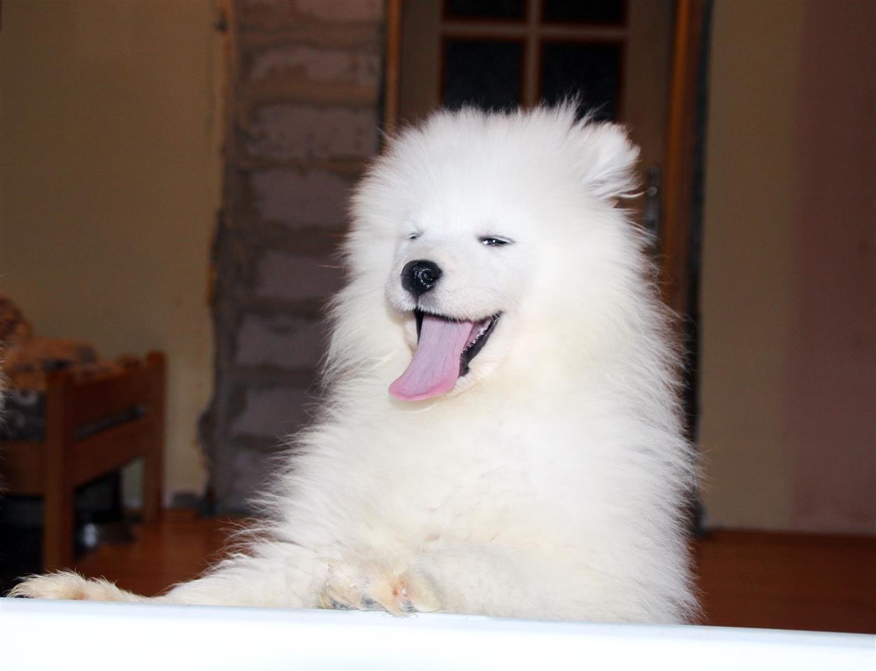 Samojed-štenci