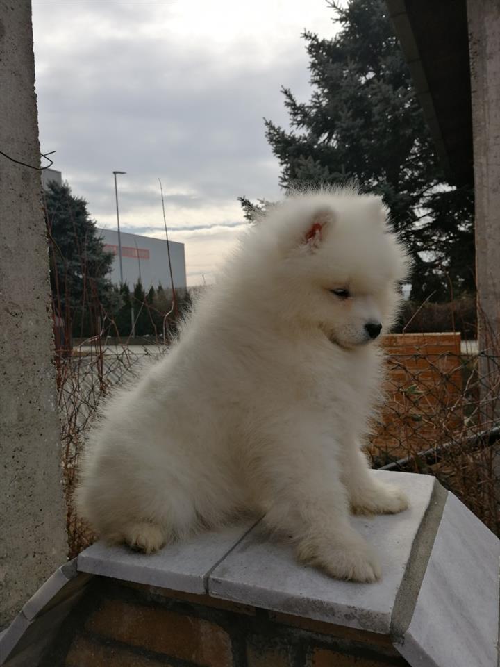 Sibirski-samojed-štenci
