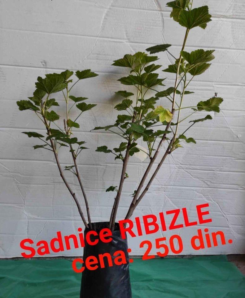 Vocne-sadnice
