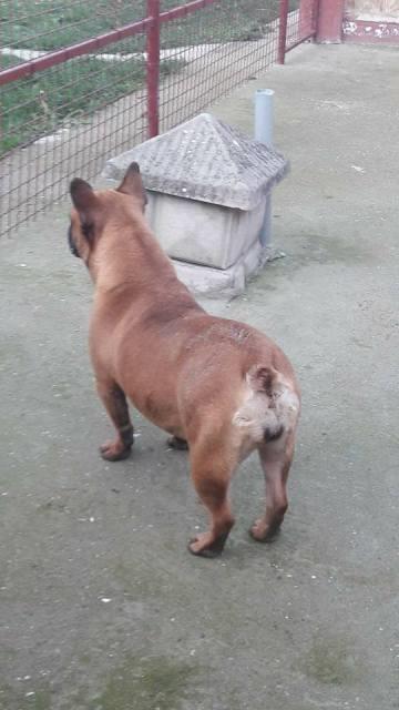 Francuski-buldog--zenke