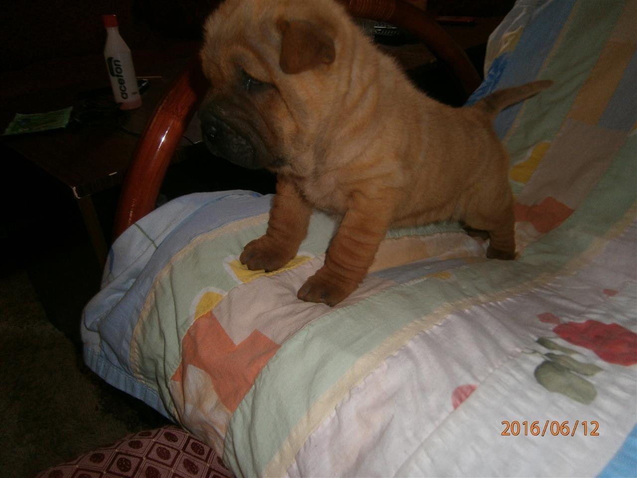 Shar-Pei