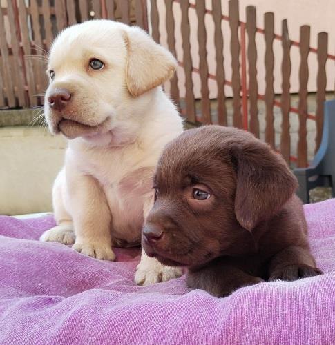 Štenci-labrador-retrivera-