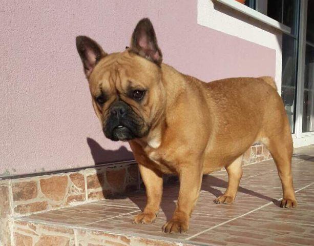 Francuski-Buldog-zenka