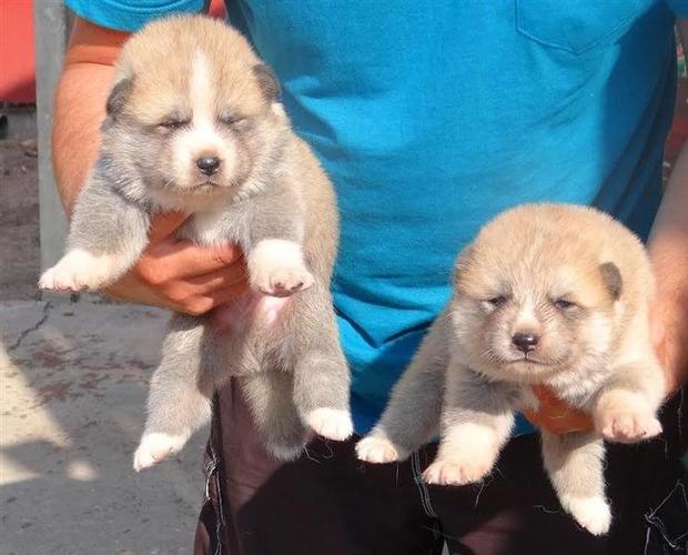 Akita Inu štenci 