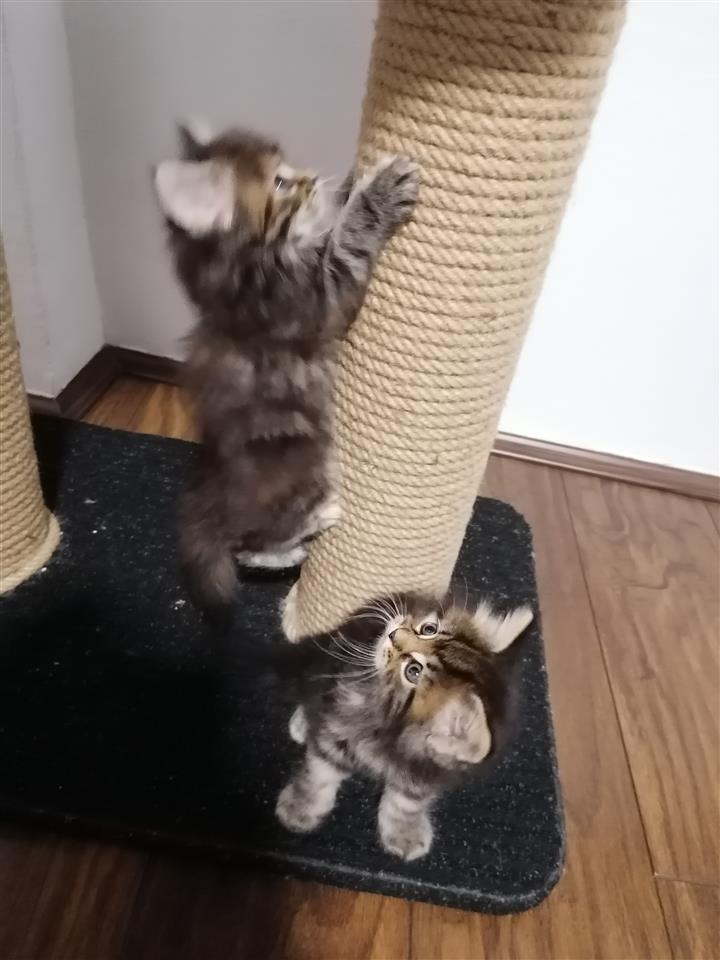 Maine-coon-